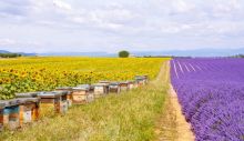 depositphotos_70483591-stock-photo-bee-hives-on-lavender-fields.jpg