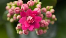 depositphotos_46456891-stock-photo-kalanchoe-house-plant.jpg