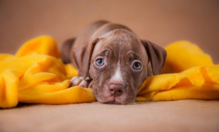 depositphotos_54224319-stock-photo-pet-american-pit-bull-terrier.jpg