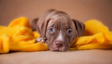 depositphotos_54224319-stock-photo-pet-american-pit-bull-terrier.jpg