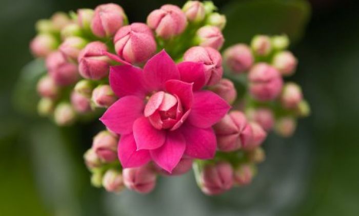 depositphotos_46456891-stock-photo-kalanchoe-house-plant.jpg