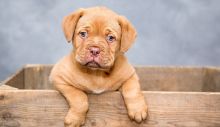 dogue-de-bordeaux-1047521_1280.jpg