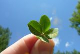 1595238390_four-leaf-clover-19776_1280.jpg