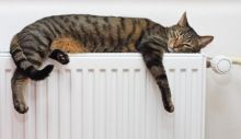 1594120891_depositphotos_36379237-stock-photo-cat-relaxing-on-radiator.jpg