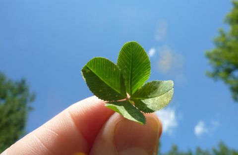1595238390_four-leaf-clover-19776_1280.jpg